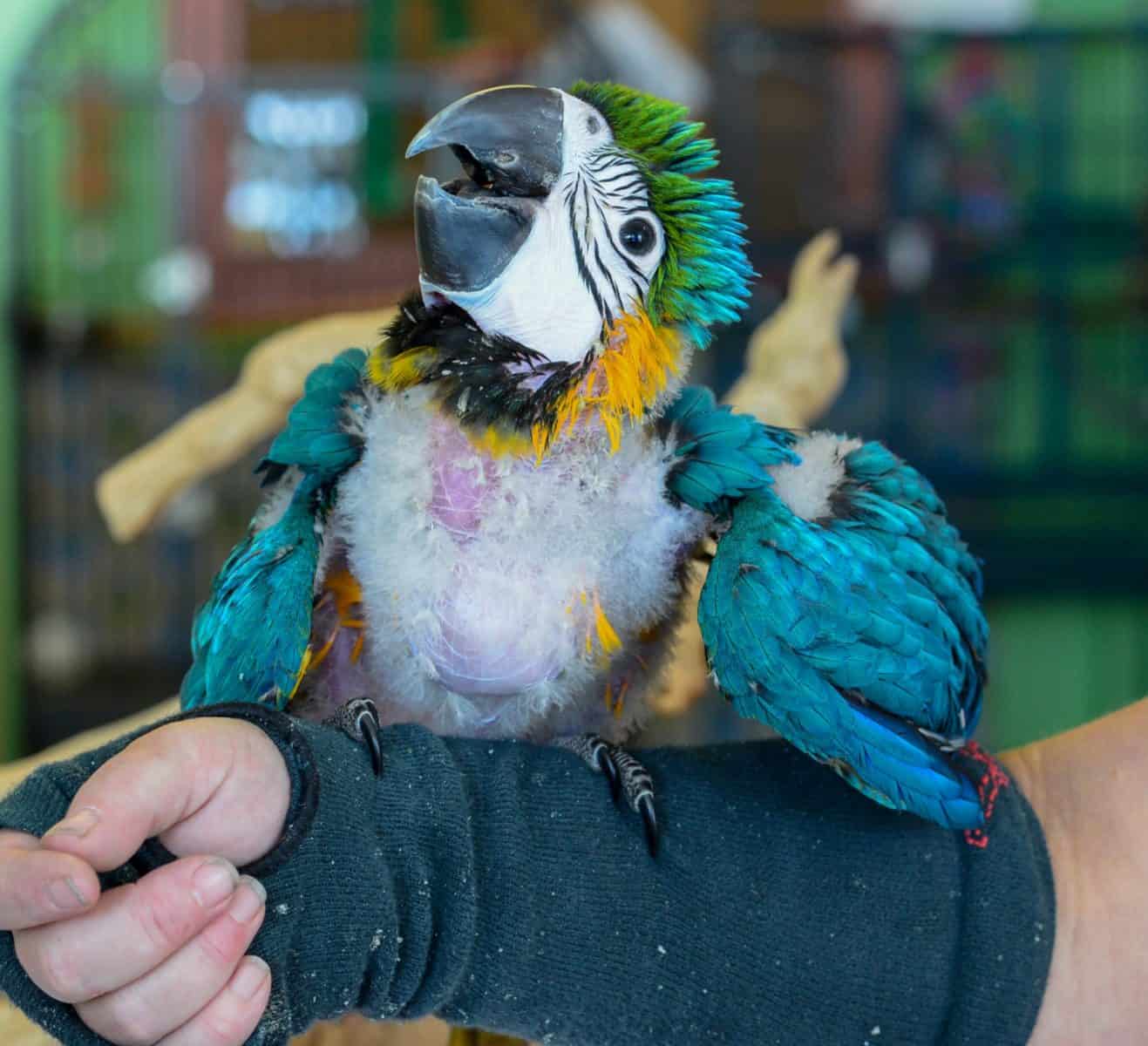 cleaning dog collars